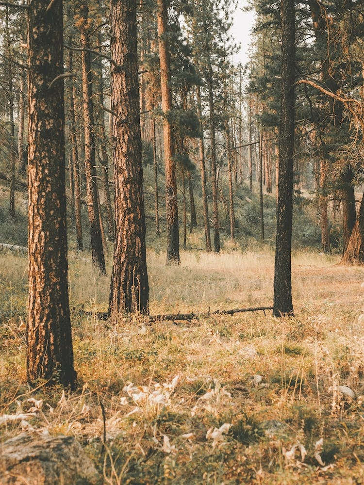 Western Forest Scenery
