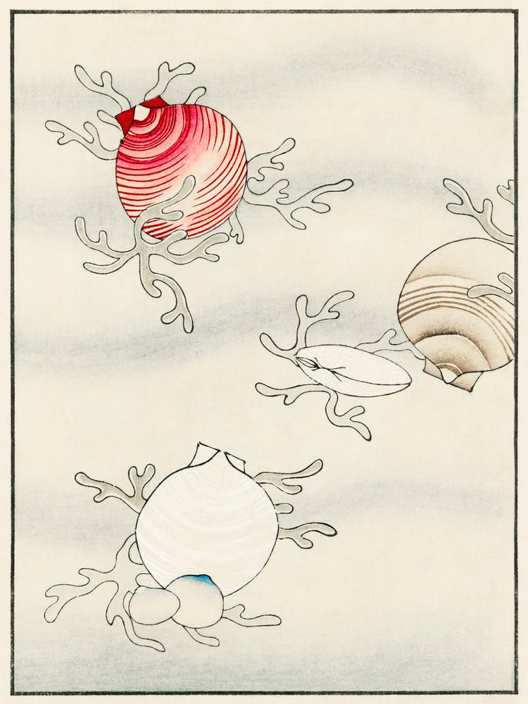Shell Fish Illustration, Shin Bijutsukai