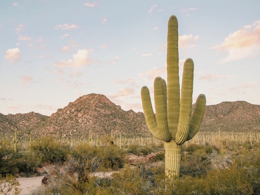 Saguaro Desert