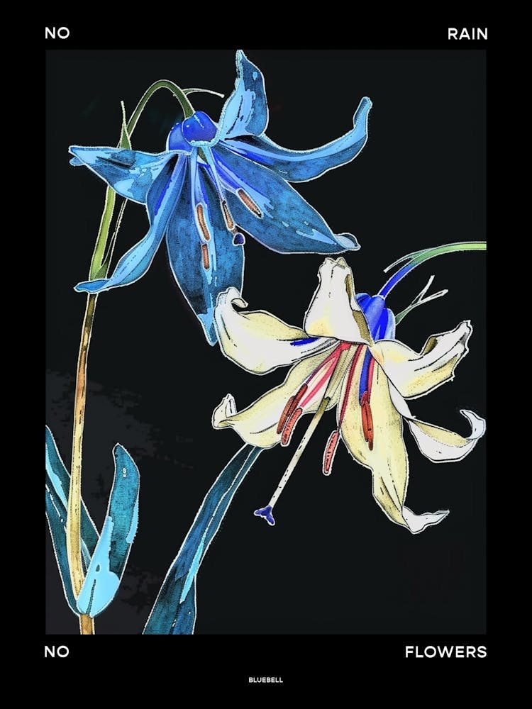 No Rain No Flowers Poster Bluebell 4