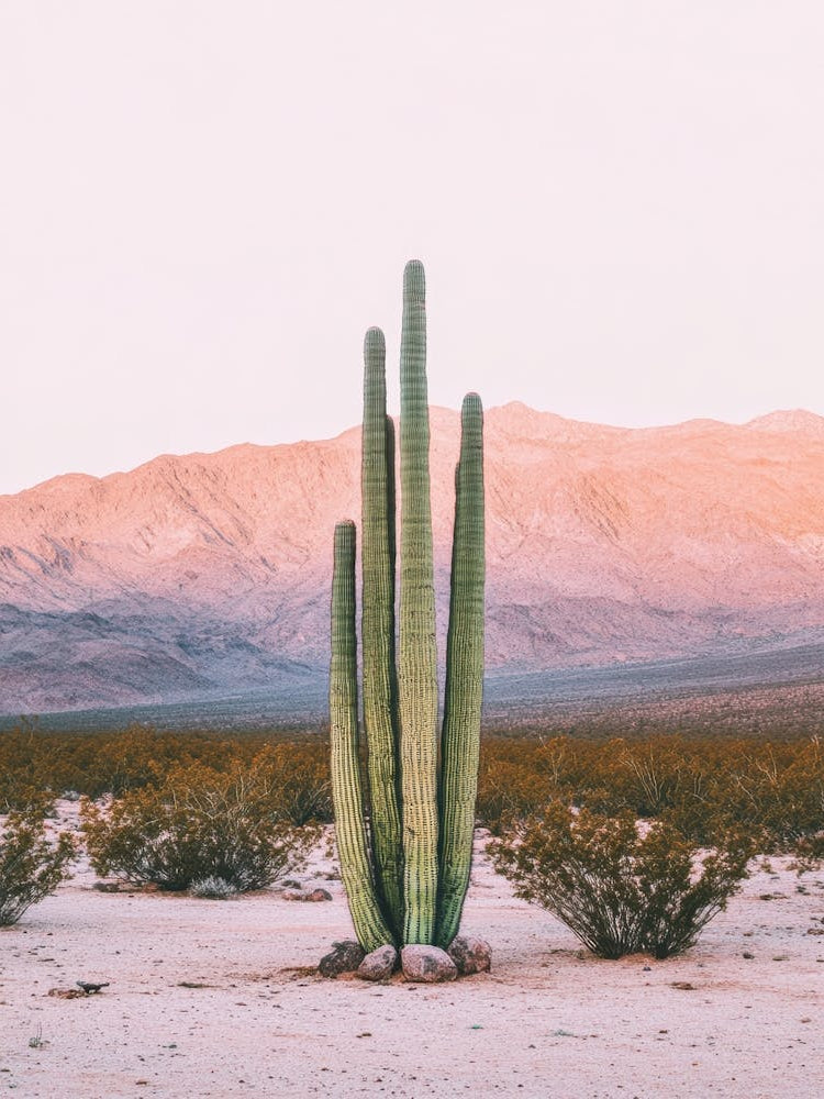Cactus In The Desert 17