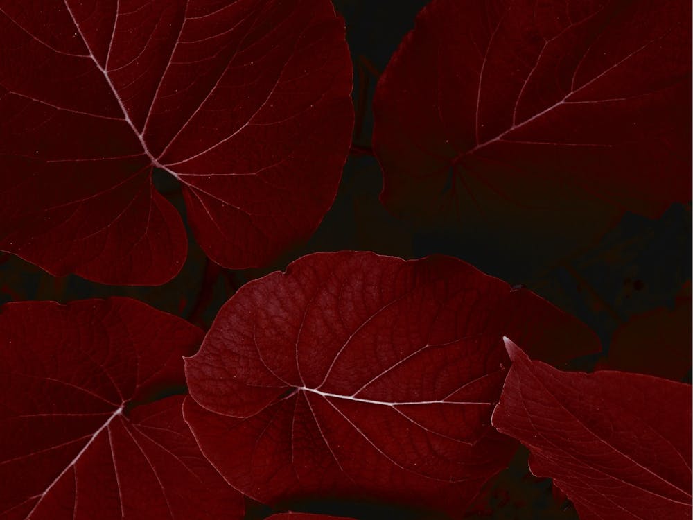 Red Leaves Canvas Print
