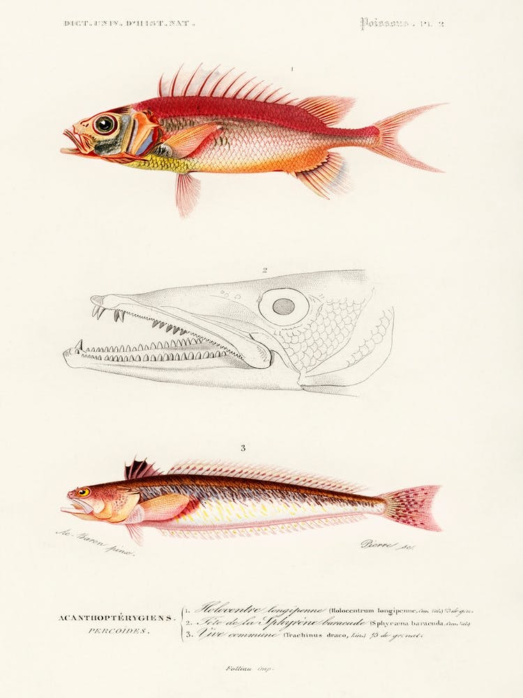Different Types Of Fishes, Charles Dessalines D'Orbigny