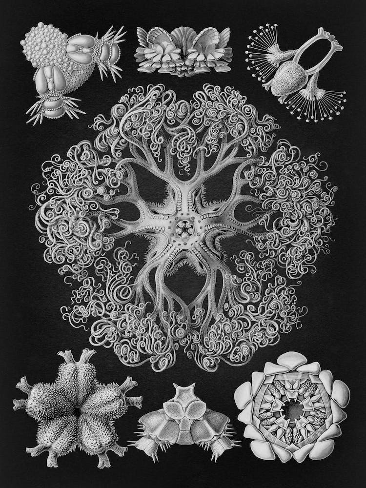 Vintage Haeckel 11 Tafel 70 Schlangensterne