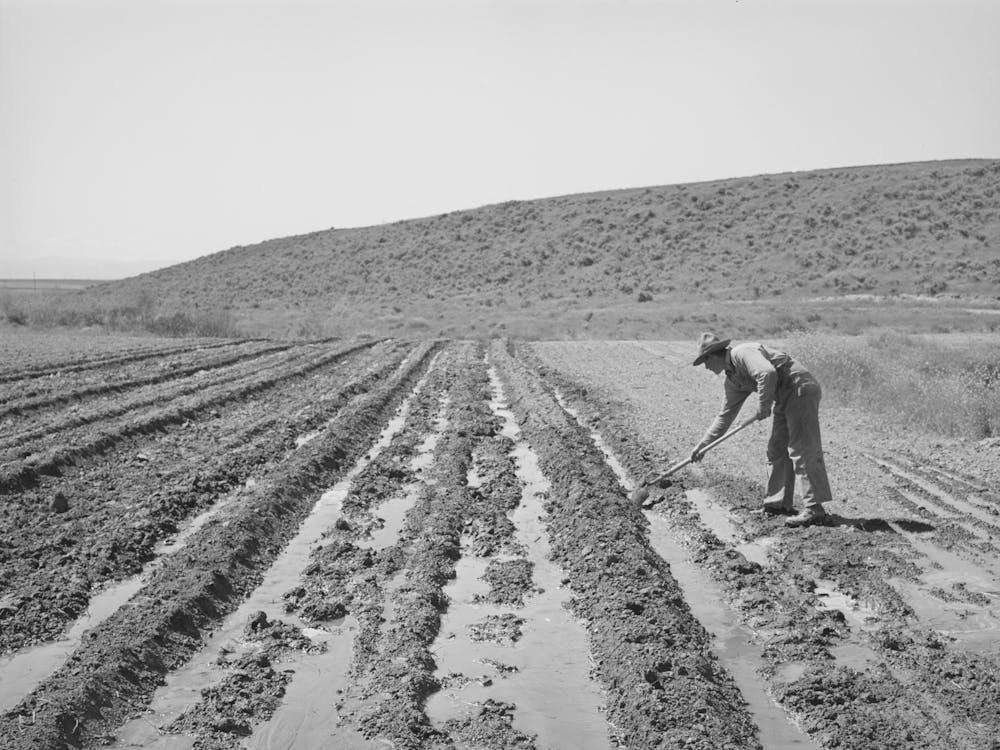 Newly Arrived Farmer On The Vale Owyhee Irrigation Project, Malheur County, Oregon By Russell Lee