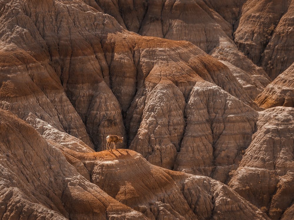 Sheep On Rocky Hill