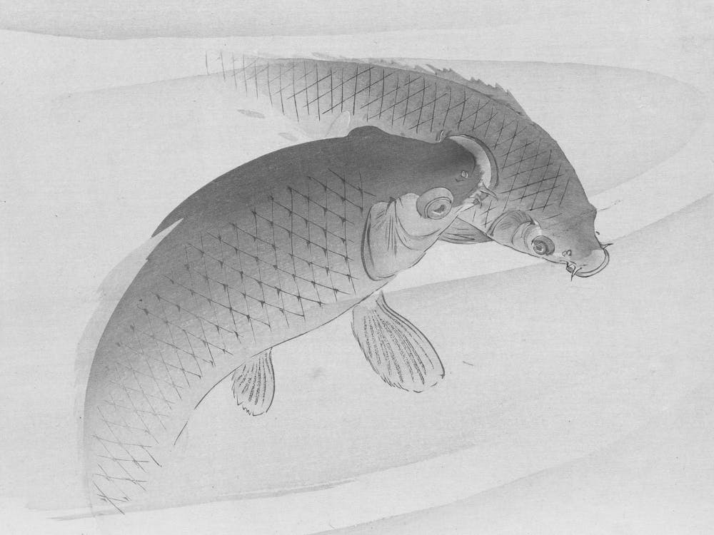 Koi Fish 4