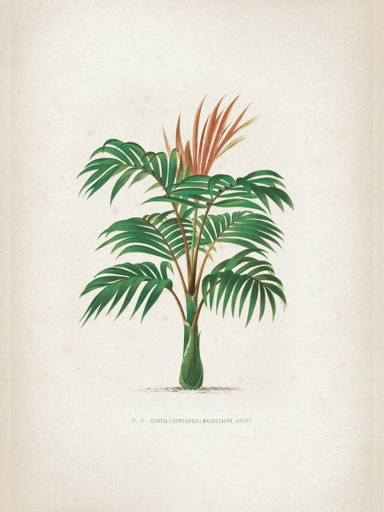 Vintage Kerchove 2 Les Palmiers 6