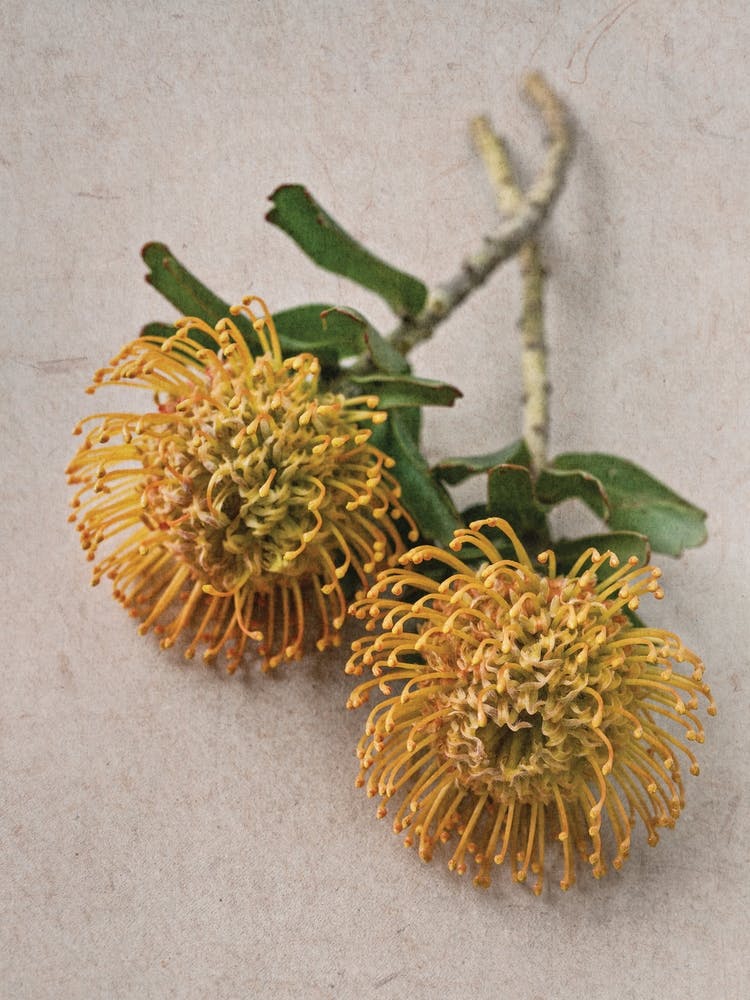 Yellow Pincushion Protea