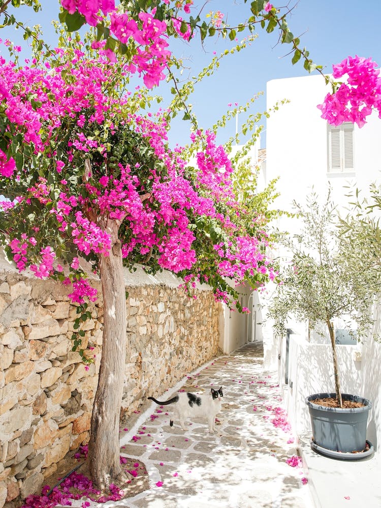 Greek Island Courtyard