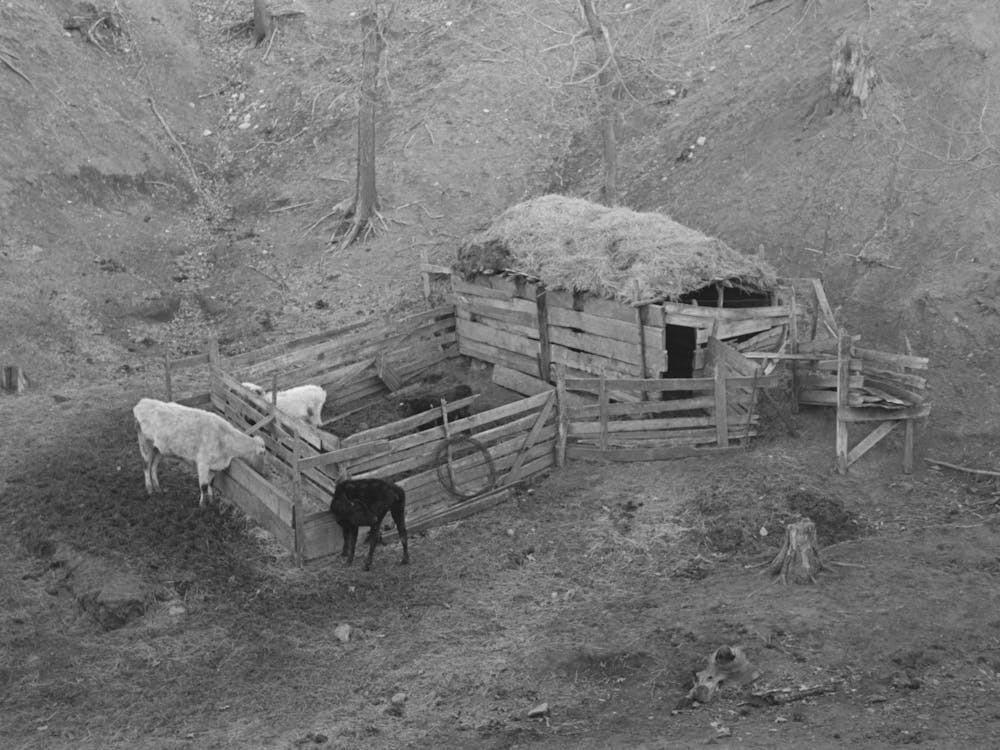 Livestock Shelter On Charles Banta Farm Near Anthon, Iowa By Russell Lee