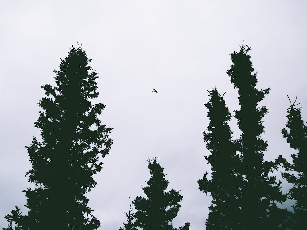 Look Up