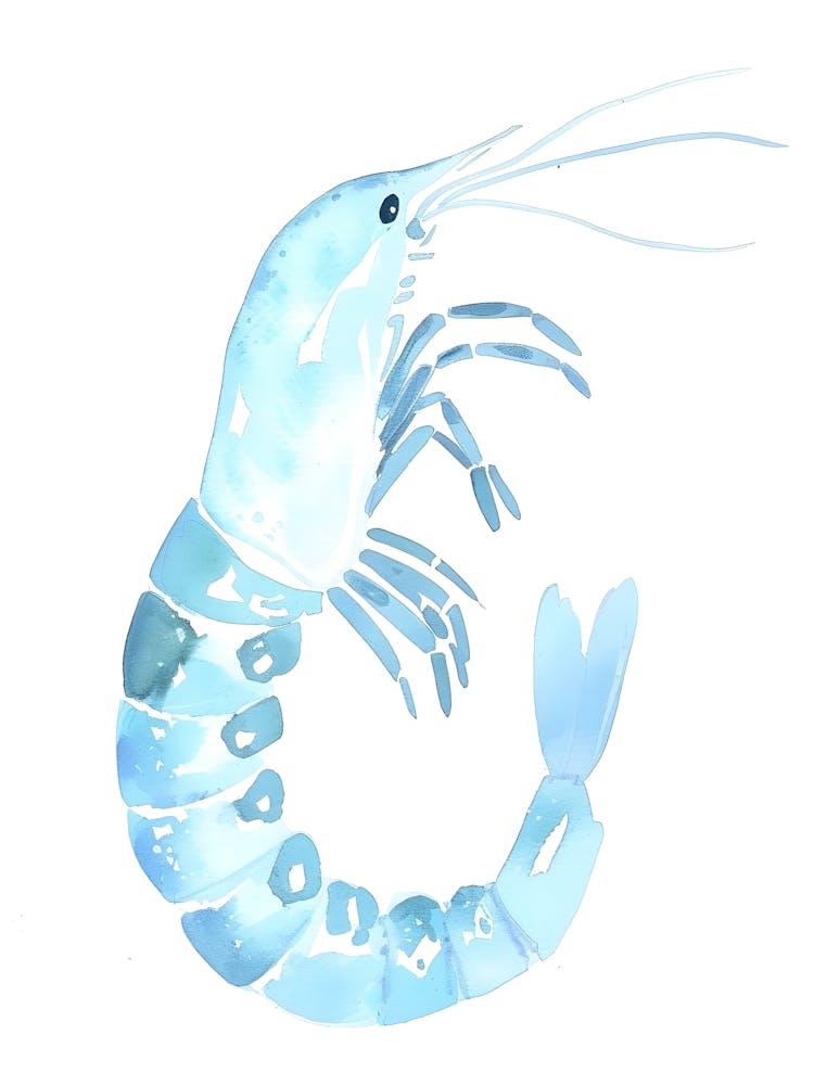 Watercolor Shrimp Illustration 1