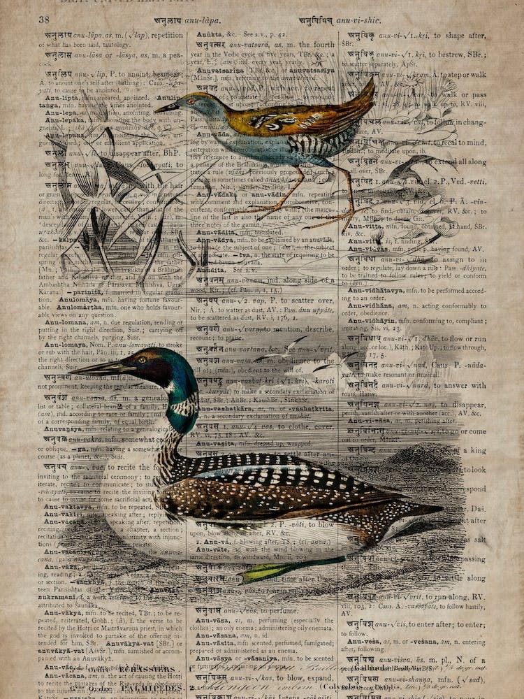 Baillons Crake And Duck Dictionnaire Universel Dhistoire Naturelle 