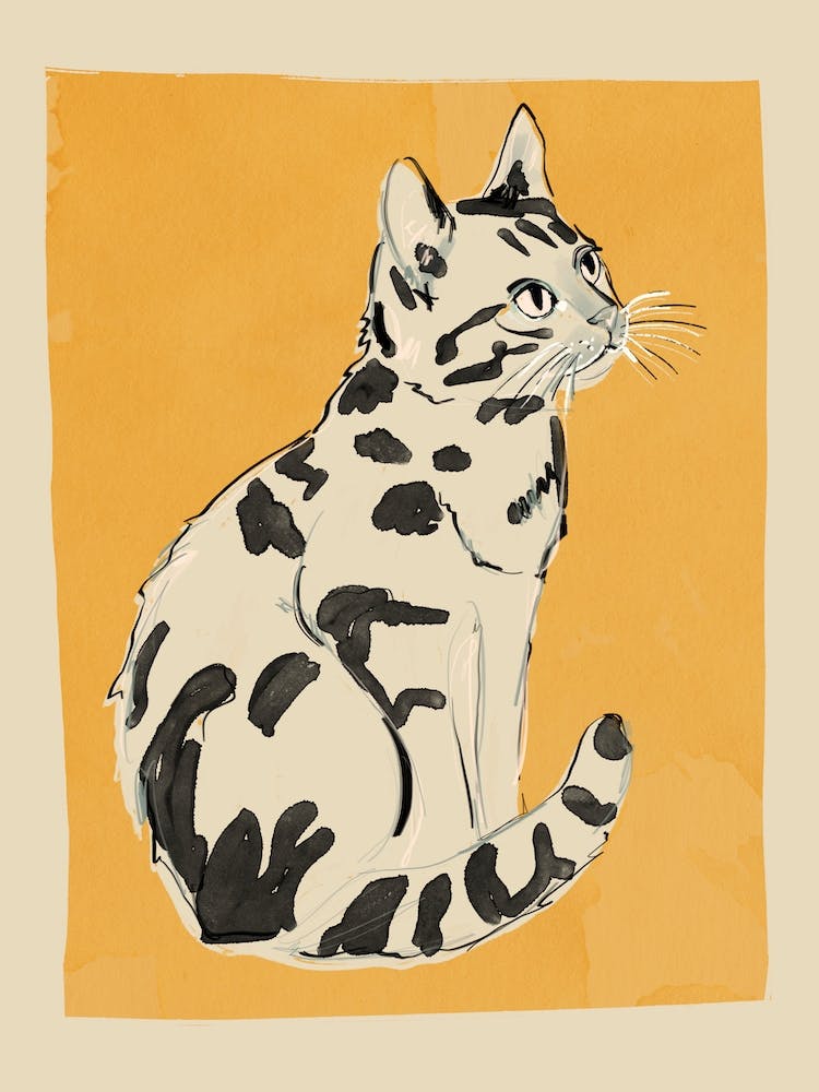 Cat 12