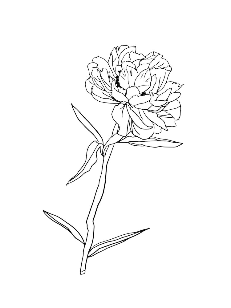 Peony Stem Line