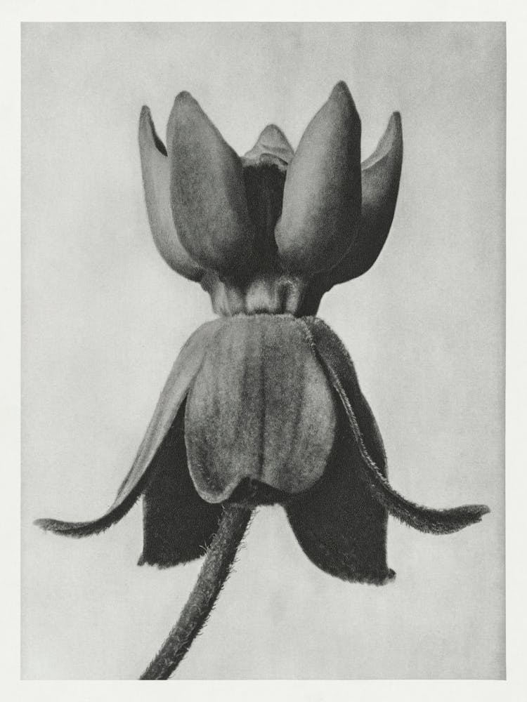 Common Milkweed, Karl Blossfeldt