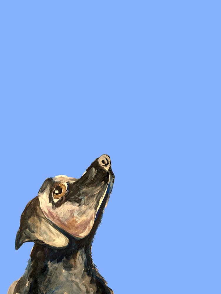 Dog Blue Watercolour Illustration