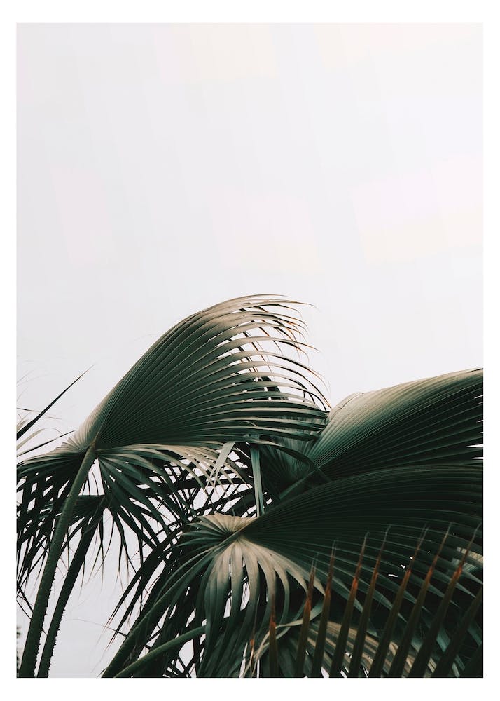 Bushy Green Plant Photo