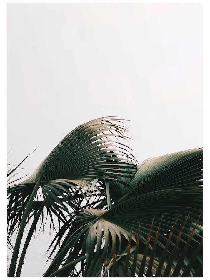 Bushy Green Plant Photo