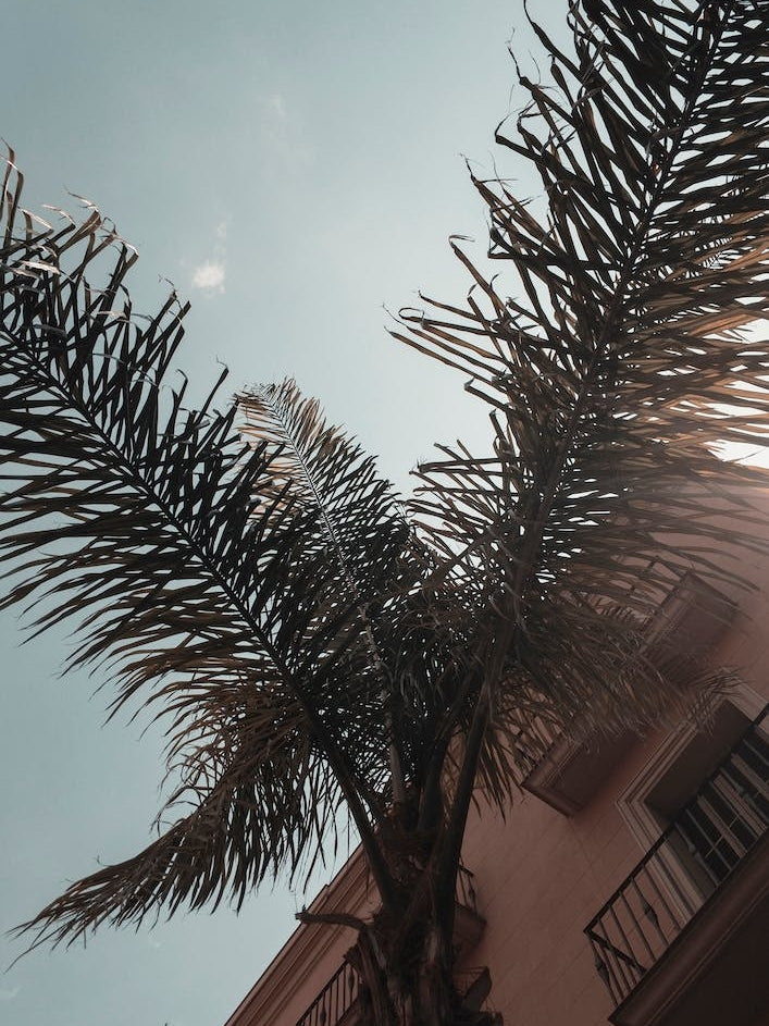 Barcelona Palms