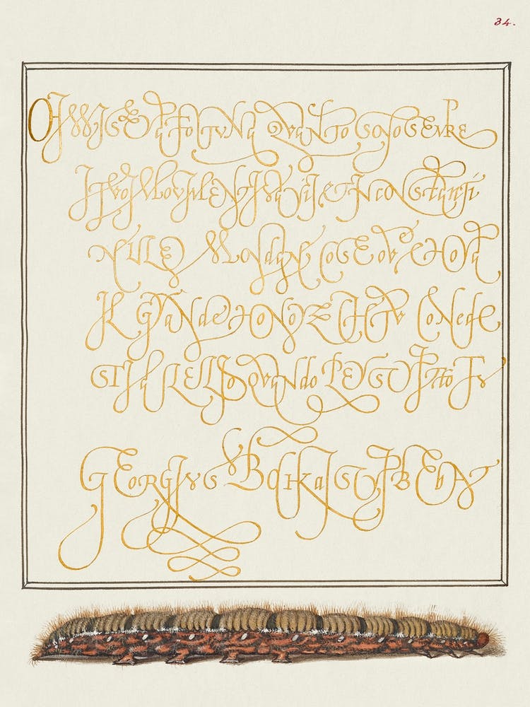 Larva Of An Oak Egger Moth From Mira Calligraphiae Monumenta, Joris Hoefnagel