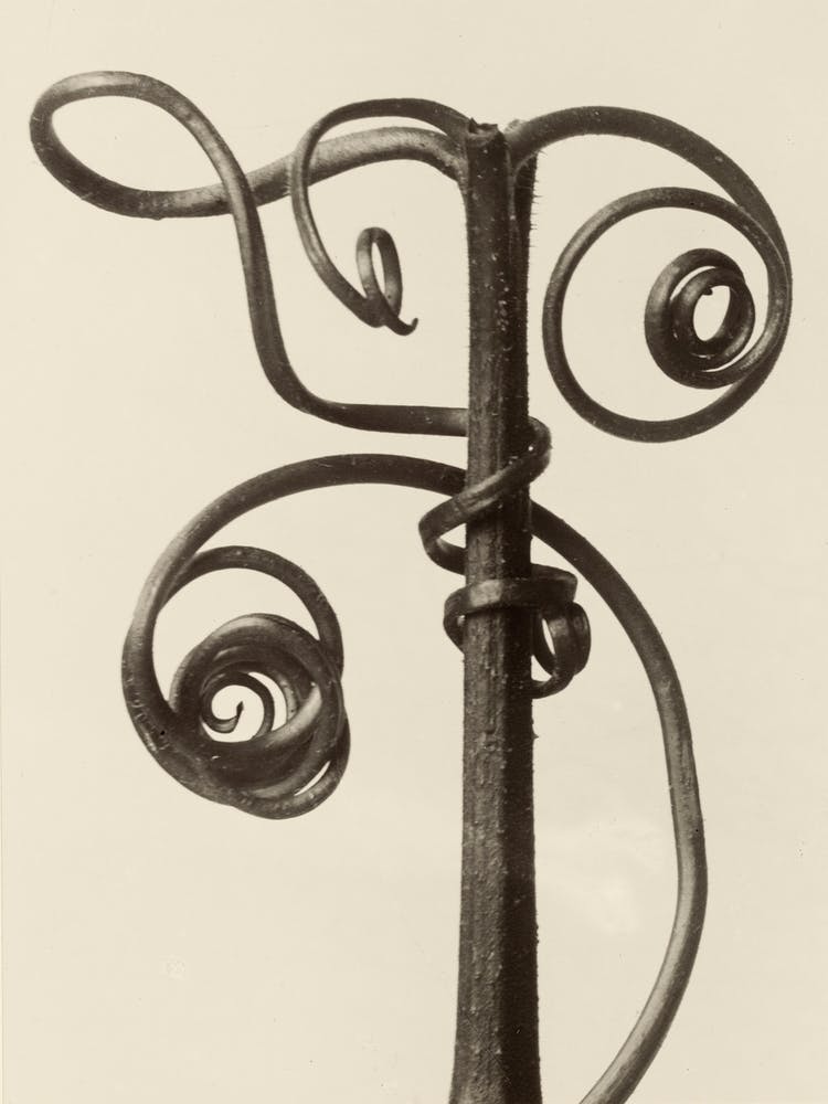 Cucurbita, Karl Blossfeldt