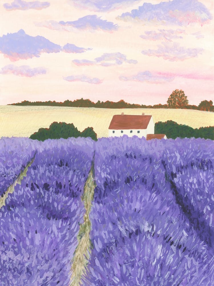 Lavender Field