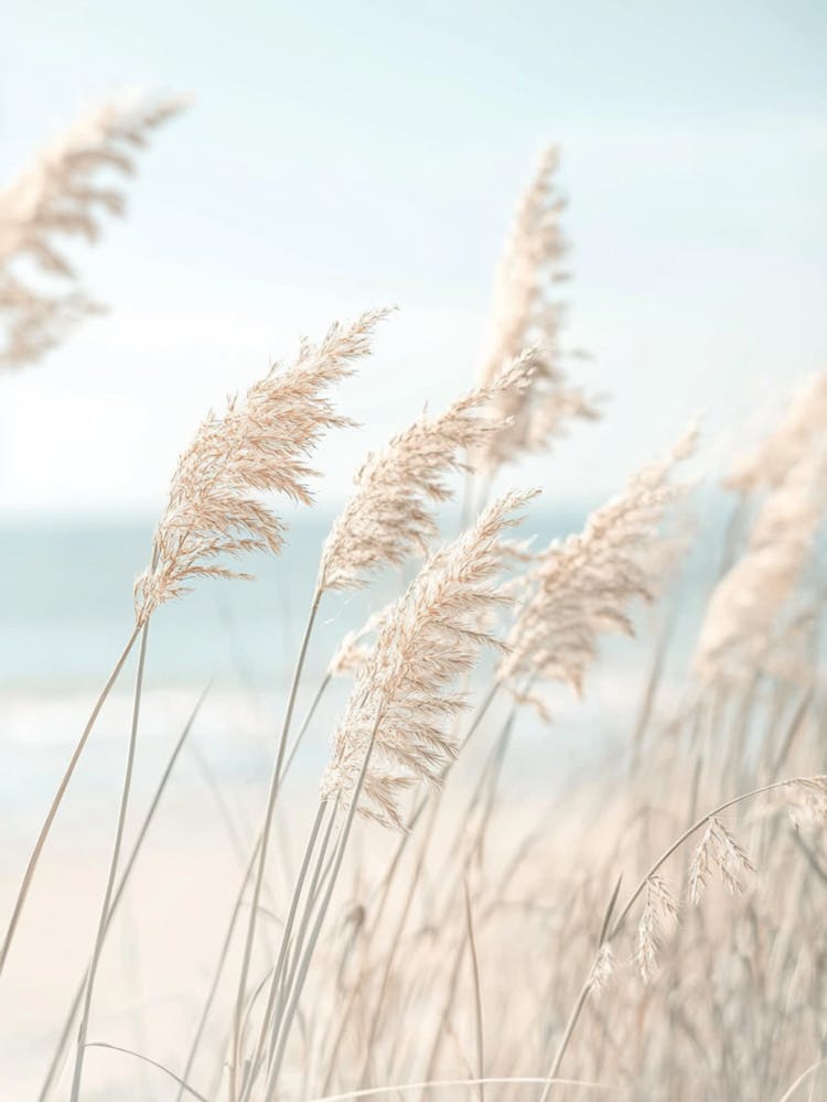 Eel Grass On The Beach