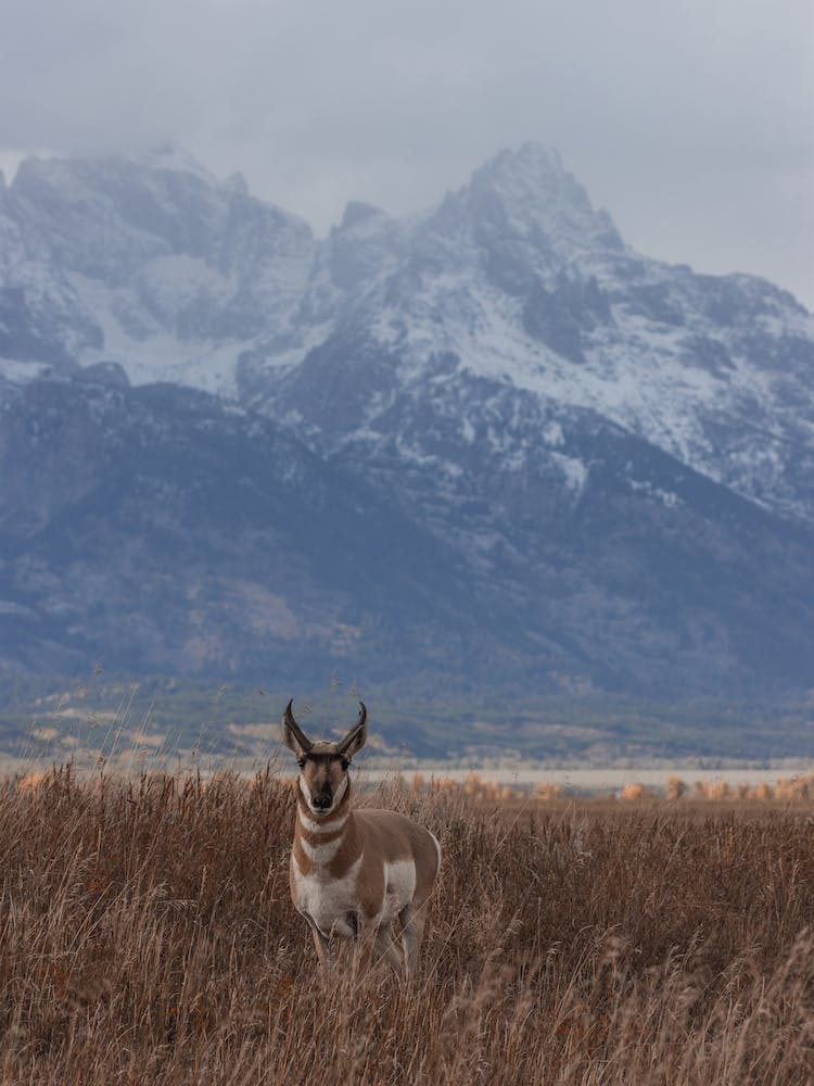 Antelope In Wyoming
