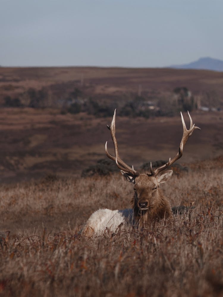 Montana Elk