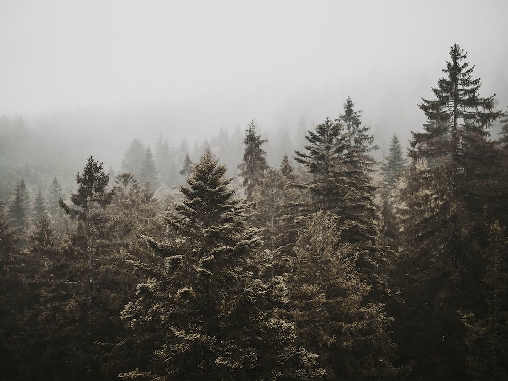 Foggy Pine Forest