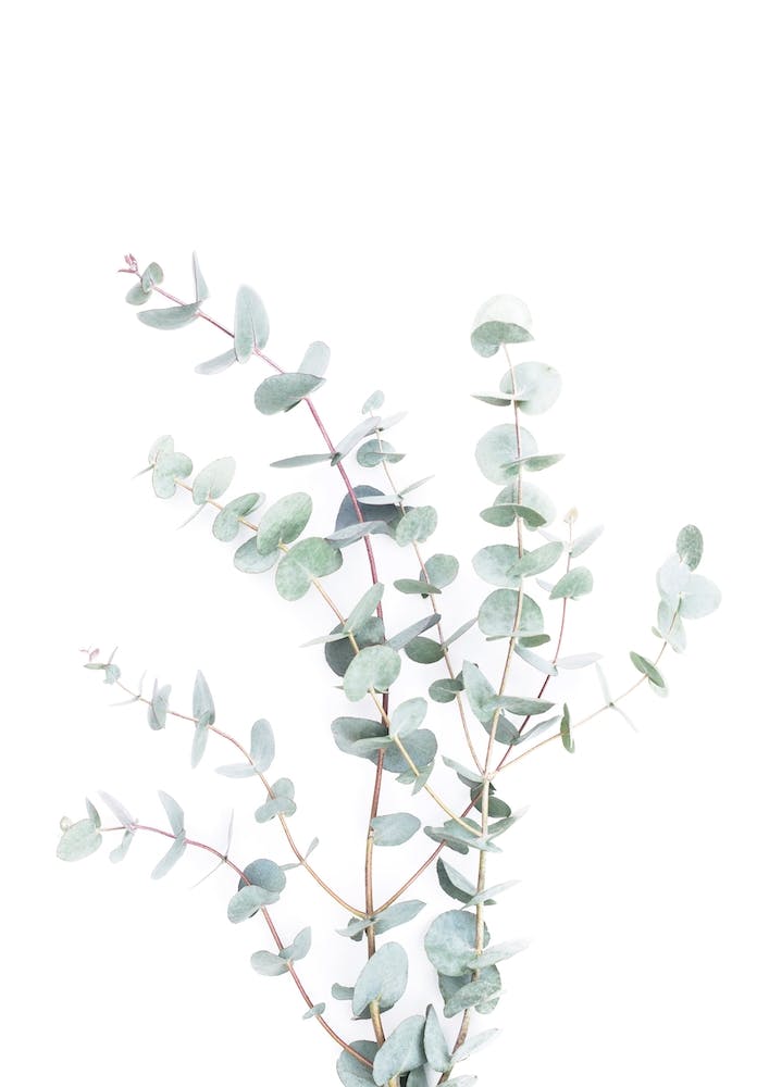 Botanical I