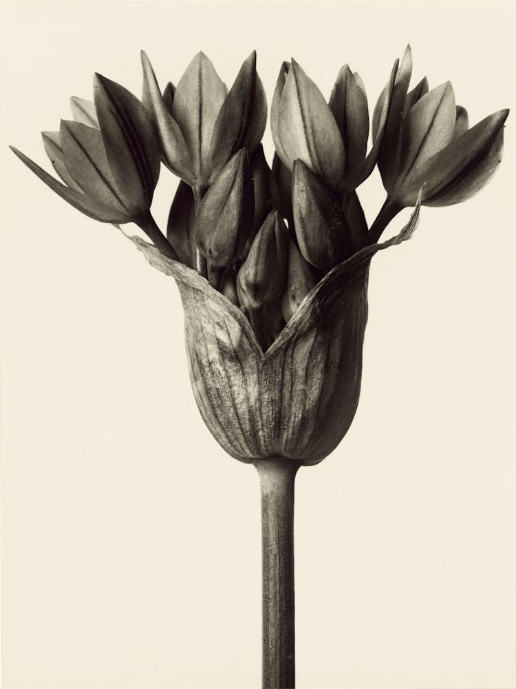 Allium Ostrowskianum, Knoblauchpflanz, Karl Blossfeldt