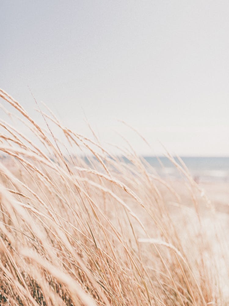 Beach Grass