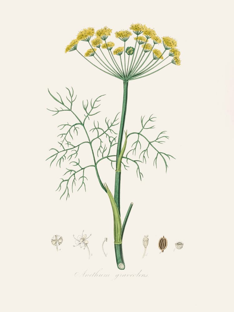 Vintage Botanical John Stephenson and James Morss Churchill_2731663