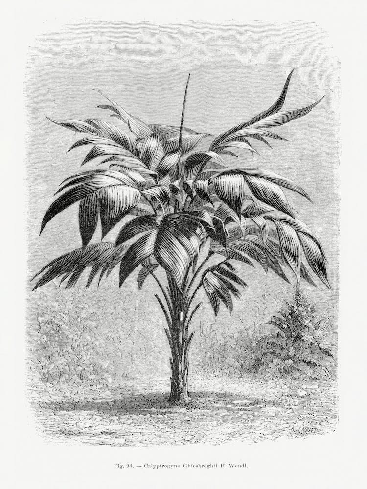 Vintage Palm Tree _2643191