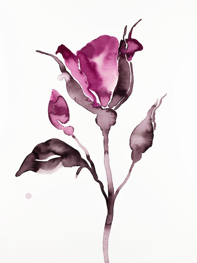 Rose Study 64