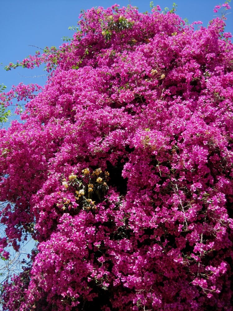 Bougainvillea 1