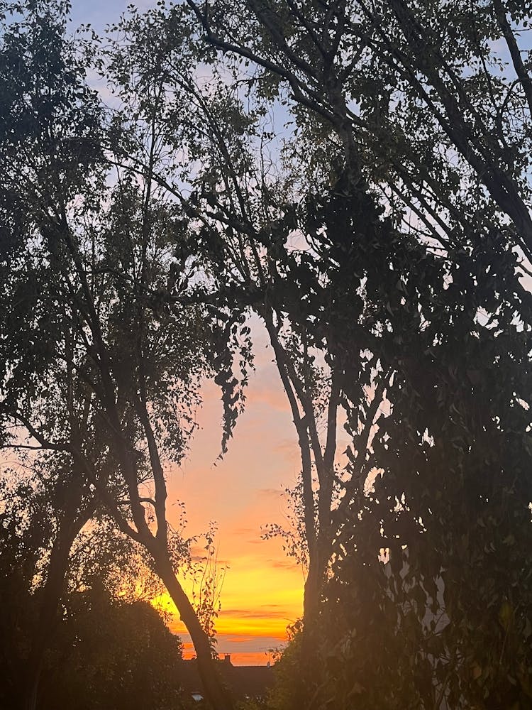 Sunset Through Trees