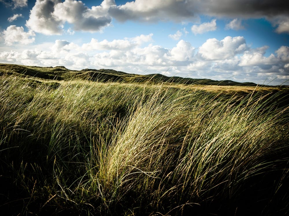 Waving grass in the Dunes // The Netherlands // Travel Photography