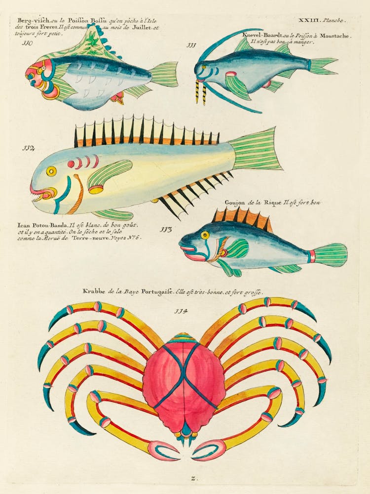 Colourful And Surreal Illustrations Of Fishes And Crab Found In The Indian And Pacific Oceans, Louis Renard (23)