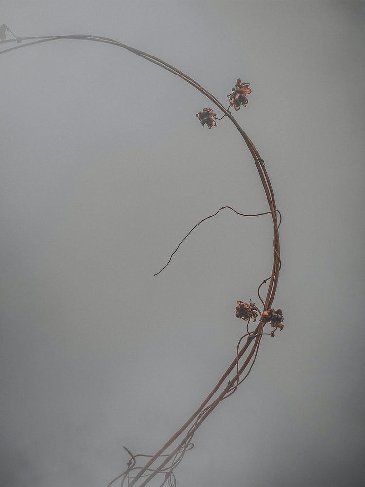 Ein halber Ring von Ranken im Nebel vor grauem Himmel. Minimalismus