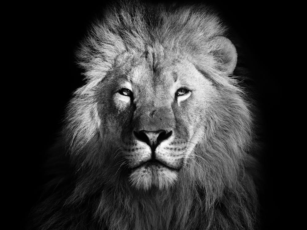 Lion In Black And White 1