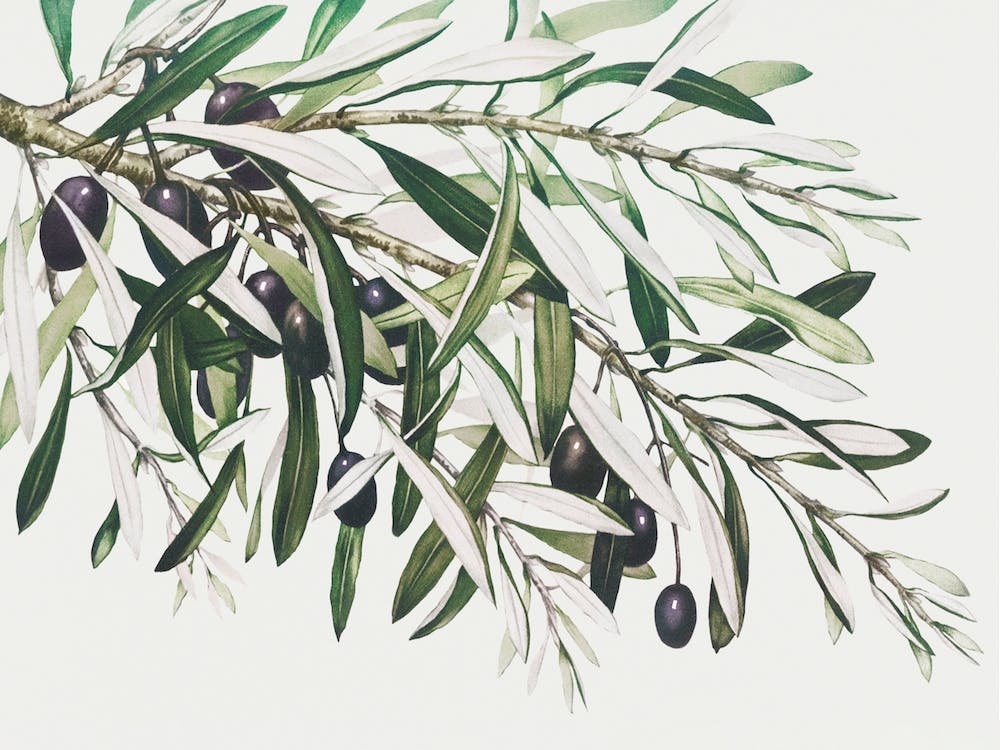 Olive Branches, The Miriam And Ira D