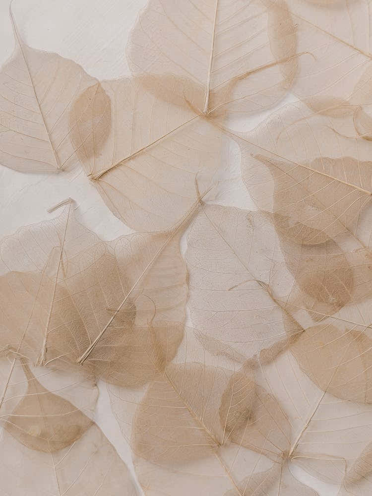 Beige Leaves