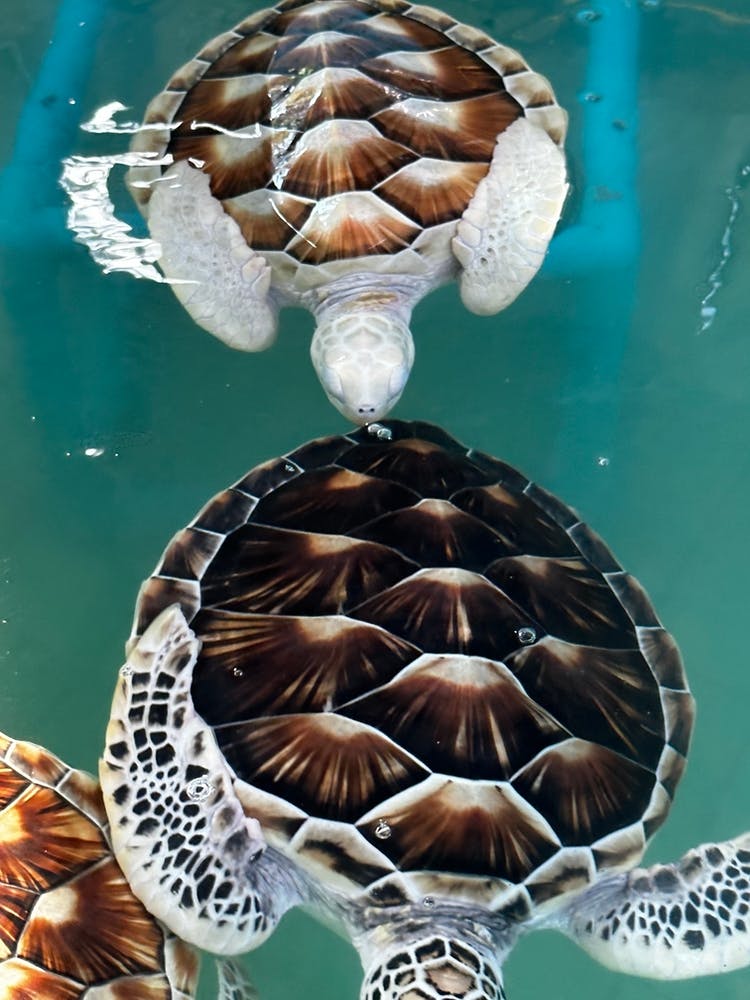 Tortues Marines