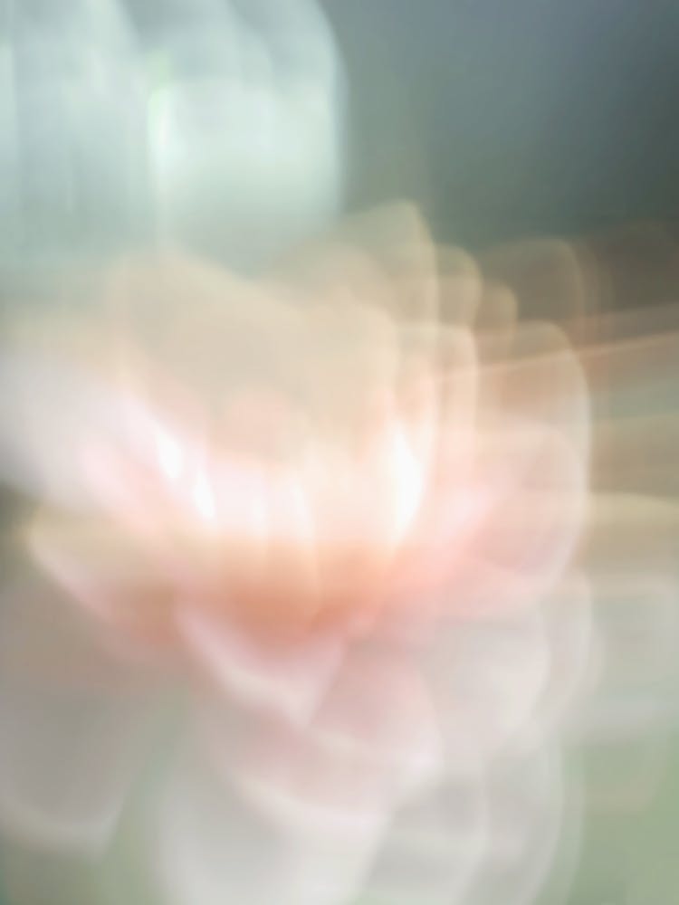 Flower Photography Abstract 01