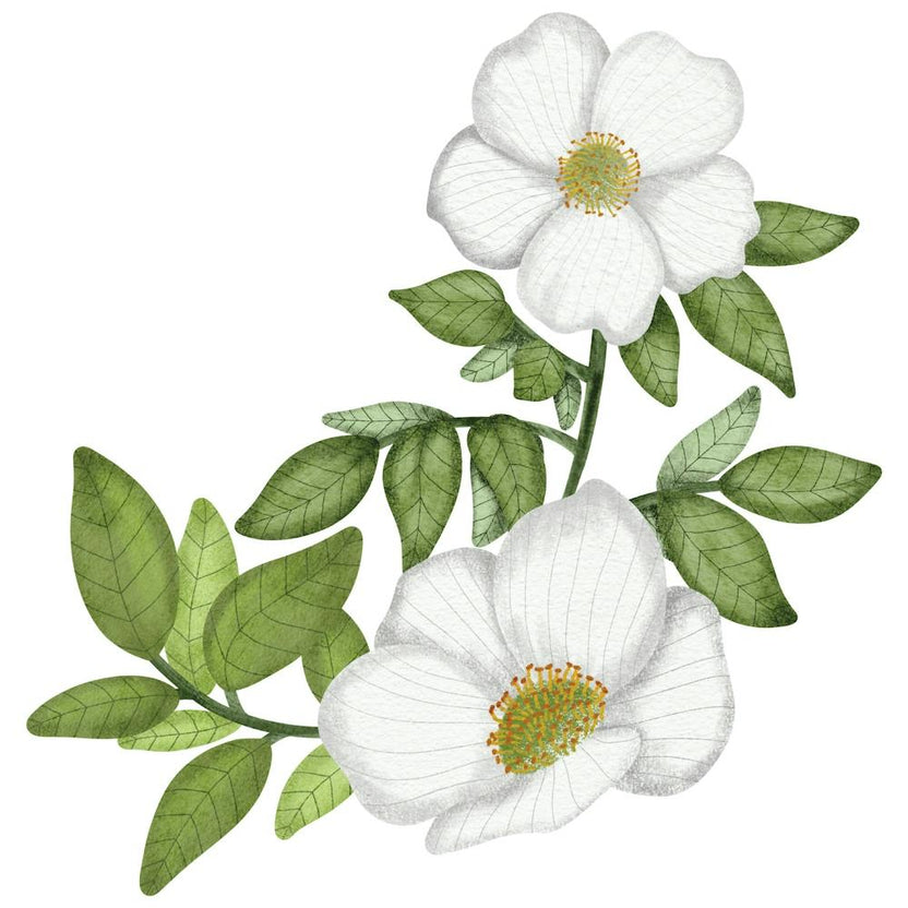 Five petals wild rose
