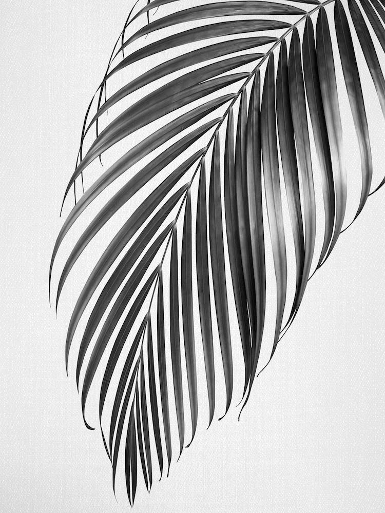 Feuille de Palmier - Noir et Blanc